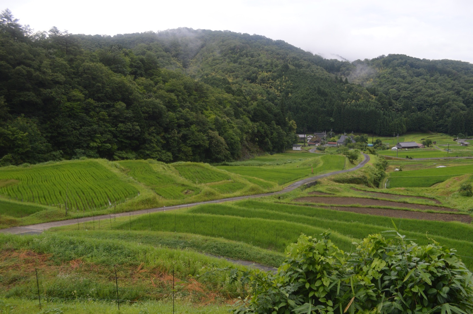 米の風景